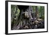 Western Red Cedar Tree (Thuja Plicata) Deemed Canada'S 'Gnarliest Tree' In The Old Growth Forest-Cheryl-Samantha Owen-Framed Photographic Print