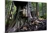 Western Red Cedar Tree (Thuja Plicata) Deemed Canada'S 'Gnarliest Tree' In The Old Growth Forest-Cheryl-Samantha Owen-Mounted Photographic Print