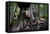 Western Red Cedar Tree (Thuja Plicata) Deemed Canada'S 'Gnarliest Tree' In The Old Growth Forest-Cheryl-Samantha Owen-Framed Stretched Canvas