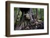 Western Red Cedar Tree (Thuja Plicata) Deemed Canada'S 'Gnarliest Tree' In The Old Growth Forest-Cheryl-Samantha Owen-Framed Photographic Print