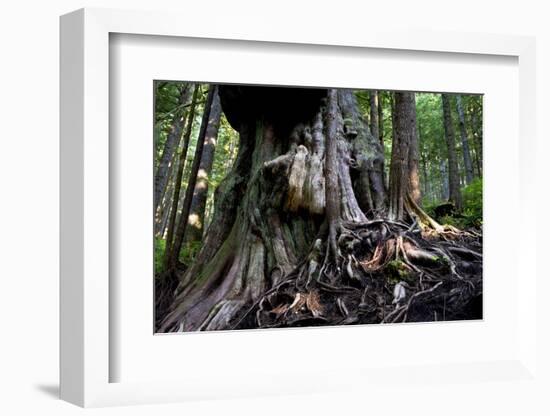 Western Red Cedar Tree (Thuja Plicata) Deemed Canada'S 'Gnarliest Tree' In The Old Growth Forest-Cheryl-Samantha Owen-Framed Photographic Print