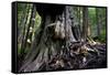 Western Red Cedar Tree (Thuja Plicata) Deemed Canada'S 'Gnarliest Tree' In The Old Growth Forest-Cheryl-Samantha Owen-Framed Stretched Canvas