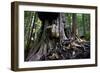 Western Red Cedar Tree (Thuja Plicata) Deemed Canada'S 'Gnarliest Tree' In The Old Growth Forest-Cheryl-Samantha Owen-Framed Photographic Print