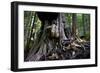 Western Red Cedar Tree (Thuja Plicata) Deemed Canada'S 'Gnarliest Tree' In The Old Growth Forest-Cheryl-Samantha Owen-Framed Photographic Print