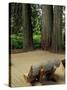 Western Red Cedars in the Grove of Patriarchs, Mt. Rainier National Park, Washington, USA-Jamie & Judy Wild-Stretched Canvas