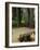 Western Red Cedars in the Grove of Patriarchs, Mt. Rainier National Park, Washington, USA-Jamie & Judy Wild-Framed Photographic Print