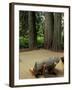 Western Red Cedars in the Grove of Patriarchs, Mt. Rainier National Park, Washington, USA-Jamie & Judy Wild-Framed Photographic Print