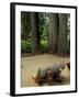 Western Red Cedars in the Grove of Patriarchs, Mt. Rainier National Park, Washington, USA-Jamie & Judy Wild-Framed Photographic Print