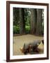 Western Red Cedars in the Grove of Patriarchs, Mt. Rainier National Park, Washington, USA-Jamie & Judy Wild-Framed Photographic Print