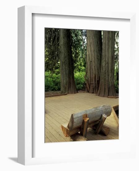 Western Red Cedars in the Grove of Patriarchs, Mt. Rainier National Park, Washington, USA-Jamie & Judy Wild-Framed Photographic Print