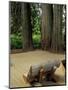 Western Red Cedars in the Grove of Patriarchs, Mt. Rainier National Park, Washington, USA-Jamie & Judy Wild-Mounted Photographic Print