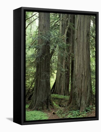 Western Red Ceders in Grove of Patriarchs, Mt. Rainier National Park, Washington, USA-Jamie & Judy Wild-Framed Stretched Canvas