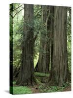 Western Red Ceders in Grove of Patriarchs, Mt. Rainier National Park, Washington, USA-Jamie & Judy Wild-Stretched Canvas