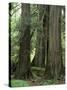 Western Red Ceders in Grove of Patriarchs, Mt. Rainier National Park, Washington, USA-Jamie & Judy Wild-Stretched Canvas