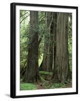 Western Red Ceders in Grove of Patriarchs, Mt. Rainier National Park, Washington, USA-Jamie & Judy Wild-Framed Premium Photographic Print