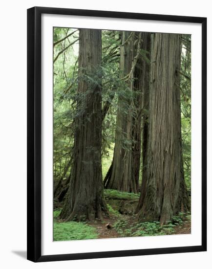 Western Red Ceders in Grove of Patriarchs, Mt. Rainier National Park, Washington, USA-Jamie & Judy Wild-Framed Premium Photographic Print