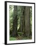 Western Red Ceders in Grove of Patriarchs, Mt. Rainier National Park, Washington, USA-Jamie & Judy Wild-Framed Premium Photographic Print