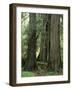 Western Red Ceders in Grove of Patriarchs, Mt. Rainier National Park, Washington, USA-Jamie & Judy Wild-Framed Photographic Print