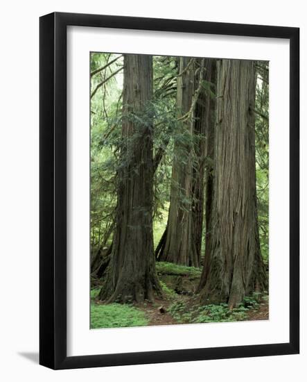 Western Red Ceders in Grove of Patriarchs, Mt. Rainier National Park, Washington, USA-Jamie & Judy Wild-Framed Photographic Print