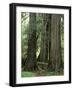 Western Red Ceders in Grove of Patriarchs, Mt. Rainier National Park, Washington, USA-Jamie & Judy Wild-Framed Photographic Print