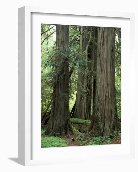 Western Red Ceders in Grove of Patriarchs, Mt. Rainier National Park, Washington, USA-Jamie & Judy Wild-Framed Photographic Print