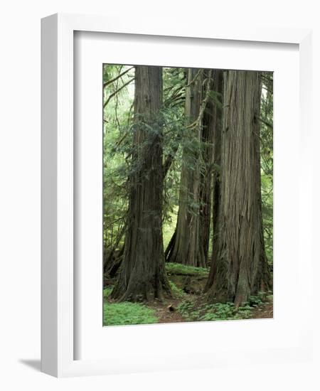 Western Red Ceders in Grove of Patriarchs, Mt. Rainier National Park, Washington, USA-Jamie & Judy Wild-Framed Photographic Print