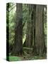 Western Red Ceders in Grove of Patriarchs, Mt. Rainier National Park, Washington, USA-Jamie & Judy Wild-Stretched Canvas