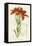 Western Red Lily-null-Framed Stretched Canvas