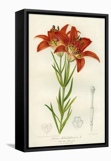 Western Red Lily-null-Framed Stretched Canvas