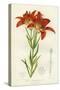 Western Red Lily-null-Stretched Canvas