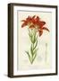 Western Red Lily-null-Framed Giclee Print