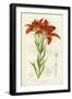 Western Red Lily-null-Framed Giclee Print