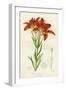 Western Red Lily-null-Framed Giclee Print