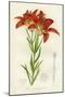 Western Red Lily-null-Mounted Giclee Print
