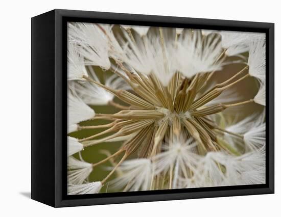 Western Salsify (Goatsbeard) (Tragopogon Dubius) Seedhead, Glacier National Park, Montana-James Hager-Framed Stretched Canvas