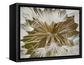 Western Salsify (Goatsbeard) (Tragopogon Dubius) Seedhead, Glacier National Park, Montana-James Hager-Framed Stretched Canvas