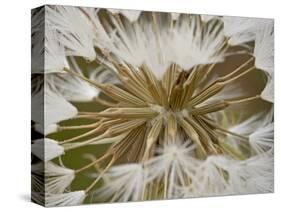 Western Salsify (Goatsbeard) (Tragopogon Dubius) Seedhead, Glacier National Park, Montana-James Hager-Stretched Canvas