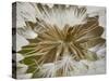 Western Salsify (Goatsbeard) (Tragopogon Dubius) Seedhead, Glacier National Park, Montana-James Hager-Stretched Canvas