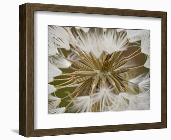 Western Salsify (Goatsbeard) (Tragopogon Dubius) Seedhead, Glacier National Park, Montana-James Hager-Framed Photographic Print