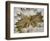 Western Salsify (Goatsbeard) (Tragopogon Dubius) Seedhead, Glacier National Park, Montana-James Hager-Framed Photographic Print