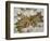 Western Salsify (Goatsbeard) (Tragopogon Dubius) Seedhead, Glacier National Park, Montana-James Hager-Framed Photographic Print