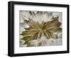 Western Salsify (Goatsbeard) (Tragopogon Dubius) Seedhead, Glacier National Park, Montana-James Hager-Framed Photographic Print