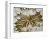 Western Salsify (Goatsbeard) (Tragopogon Dubius) Seedhead, Glacier National Park, Montana-James Hager-Framed Photographic Print