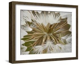 Western Salsify (Goatsbeard) (Tragopogon Dubius) Seedhead, Glacier National Park, Montana-James Hager-Framed Photographic Print