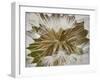 Western Salsify (Goatsbeard) (Tragopogon Dubius) Seedhead, Glacier National Park, Montana-James Hager-Framed Photographic Print