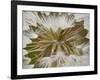 Western Salsify (Goatsbeard) (Tragopogon Dubius) Seedhead, Glacier National Park, Montana-James Hager-Framed Photographic Print