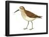 Western Sandpiper (Calidris Mauri), Birds-Encyclopaedia Britannica-Framed Poster