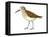 Western Sandpiper (Calidris Mauri), Birds-Encyclopaedia Britannica-Framed Stretched Canvas