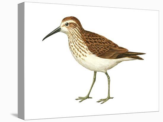 Western Sandpiper (Calidris Mauri), Birds-Encyclopaedia Britannica-Stretched Canvas