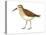 Western Sandpiper (Calidris Mauri), Birds-Encyclopaedia Britannica-Stretched Canvas